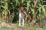 FOX TERRIER POIL LISSE 159